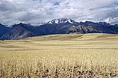 Agriculture in Peruvian puna